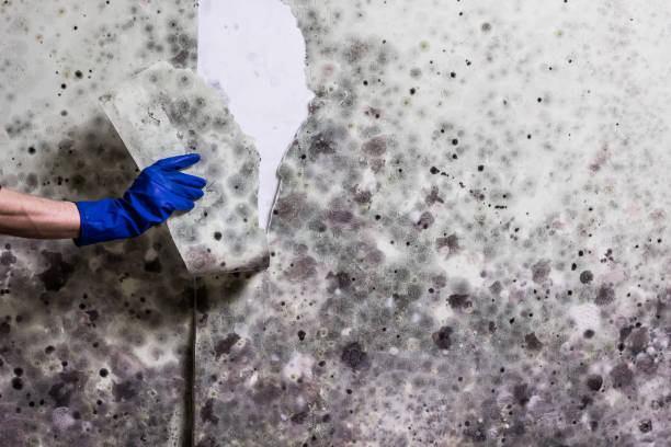Best Water Damage Restoration  in Pixley, CA